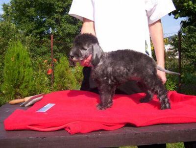 Bedlington Terrier puppy boy for sale