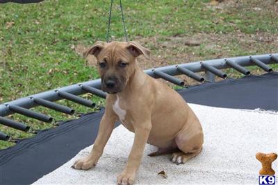 APBT Pups for sale