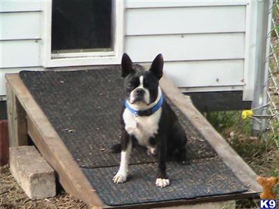 Rosco.p coletrain The puppies are here