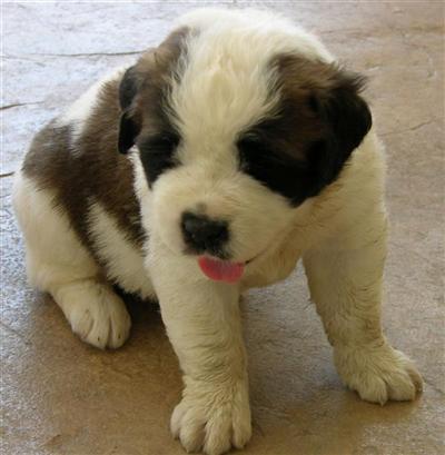 AKC Pups Show Quality - Ready for New Homes