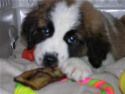 AKC Pups Show Quality