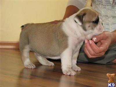 Baileys, beautiful little boy
