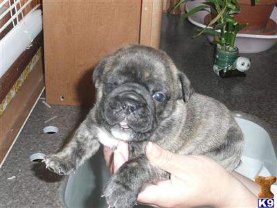 olde english bulldogs with body and wrinkles 