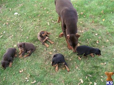 doberman and great dane cross 