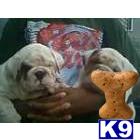 blueprints big bone butterball bulldogs 