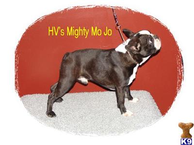 Hidden Valleys Mighty MoJo  AKA Otis
