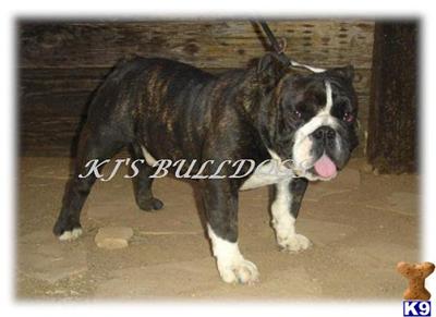 Diesel Reverse BLACK Brindle English Bulldog