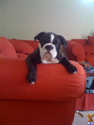 Olde English Bulldog Puppies Marylands Eastern Shore