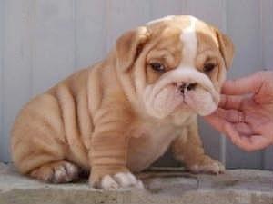 Family Friendly English Bulldog Puppies Wrinkles Galore
