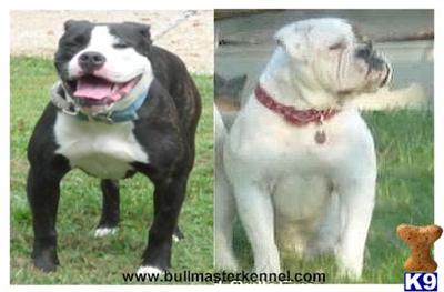 IOEBA 3rd generation Olde English Bulldogge Puppies from bullmasterkenn