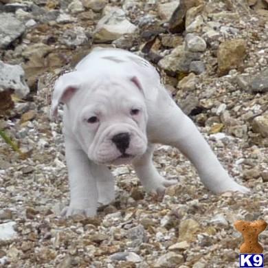 BMK Golden Girl - www.bullmasterkennel.com
