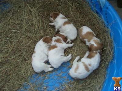 French Brittany puppies