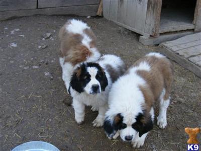 AKC puppies 4 sale