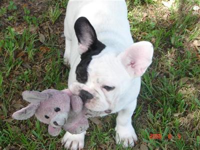 AKC Pied French Bulldog Male