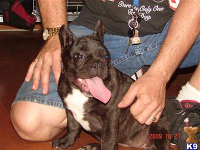 AKC Flopsy