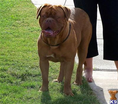 AKC FRENCH MASTIFF PUPPIES