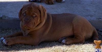 Dogue puppies