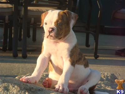 American Bulldogs