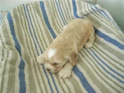 Cocker Spaniel Puppies 