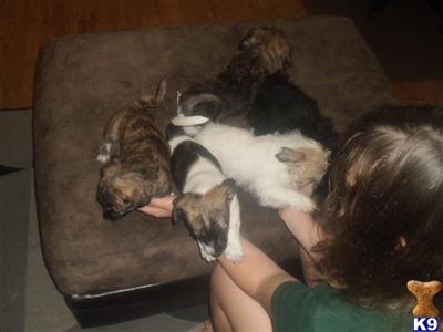 Chihuahua/Shih-Tzu Puppies