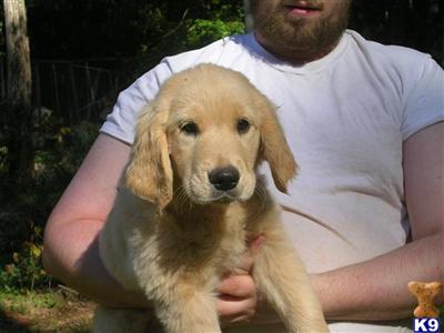 Quality Golden Retriever Babies