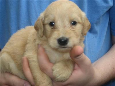 Gorgeous Goldendoodle Babies