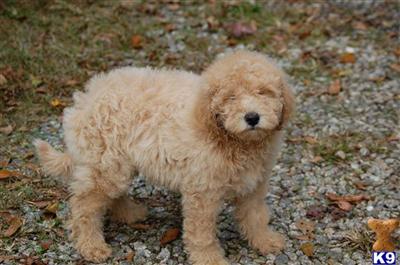 Beautiful Miniature Goldendoodle Puppies