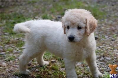 English Teddy Bear Goldendoodles