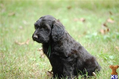 Gorgeous Mini Goldlendoodle