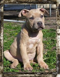 Blue Fawn Pit Bull Pup Male BFM1