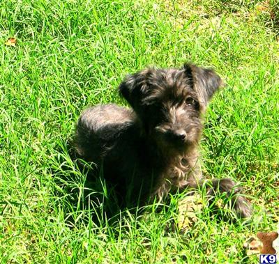 PooSheBe  F2