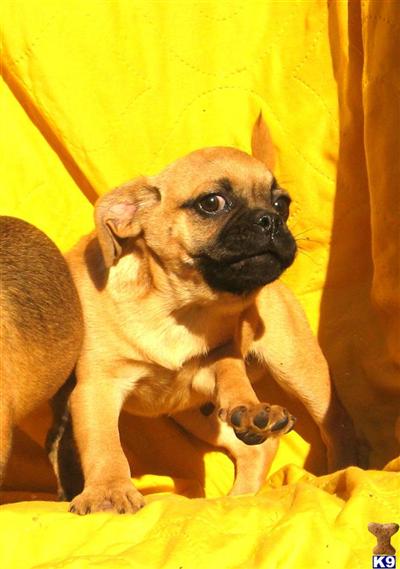 Double Puggle  B