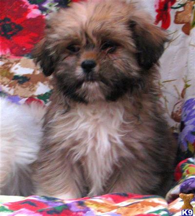 Shih-Lhasa X Shih Tzu M1