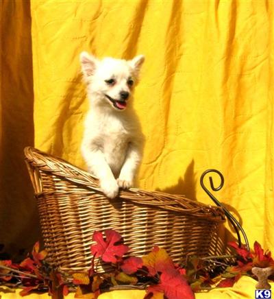 Malti-Pom Pup F1
