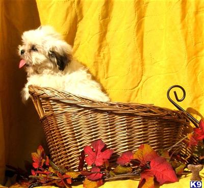 Shih-Lhasa X Shih Tzu M3
