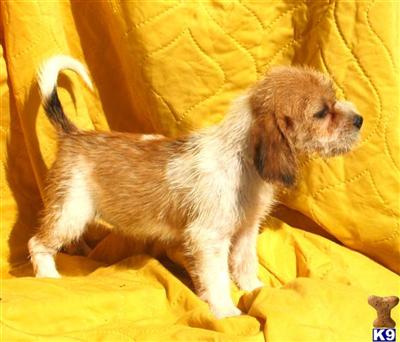 Bea-Lhasa F No Shedding