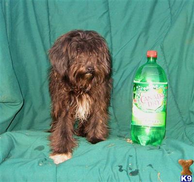 PooSheBe  F1