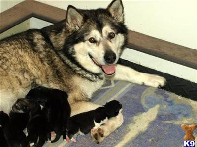Candyrock Kennel 