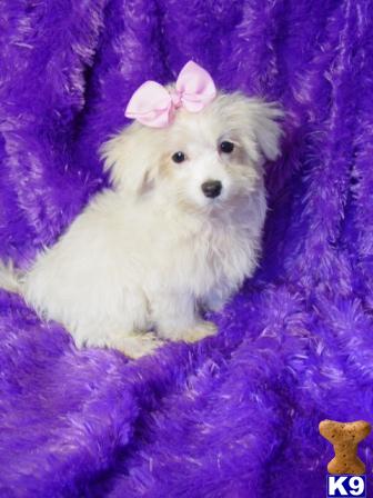 Tink, AKC registered Maltese - 580-271-1991