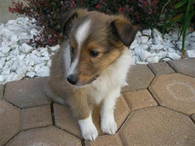 AKC Sheltie Puppies $400 to $450