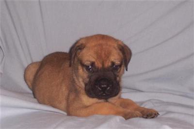 Bullmastiffs for sale soon