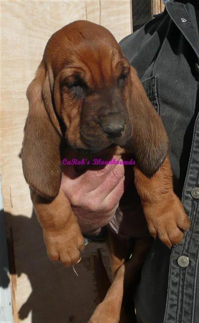 AKC BLOODHOUND PUPS CH MOUNTAINEER LINES