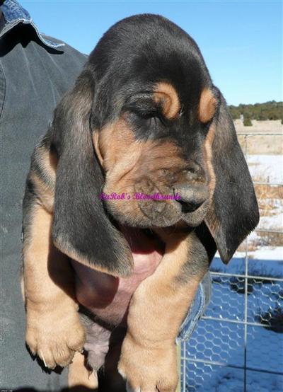 AKC BLOODHOUND PUPS CH BRIGHTON BLOODLINES