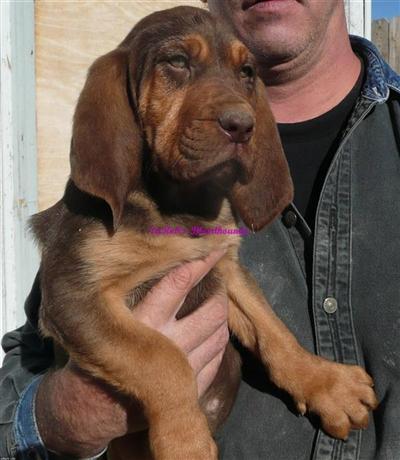 AKC BLOODHOUNDS CH BRIGHTON LINES