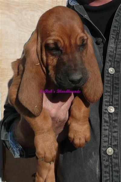 AKC BLOODHOUND PUPS CH LINES