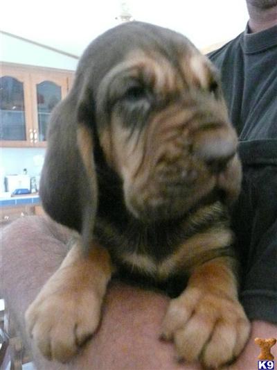 AKC CHAMPION IMPORT DBLE BRIGHTON LINED PUPS