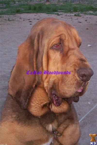 AKC CH BRIGHTON/IMPORT BLOODLINED BLOODHOUND PUPS