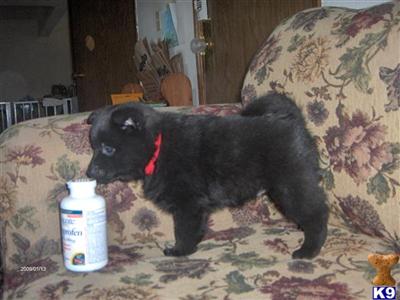 AKC Black Schipperkes