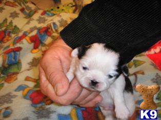 Pekingese Puppies - CKC Registered - $300