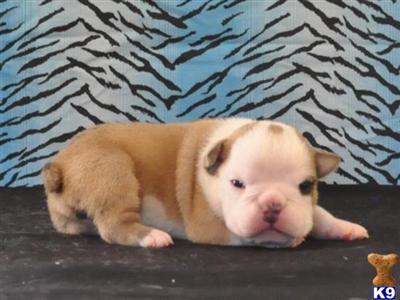 AKC reg Bulldog Puppies- Ready December 20, 2009